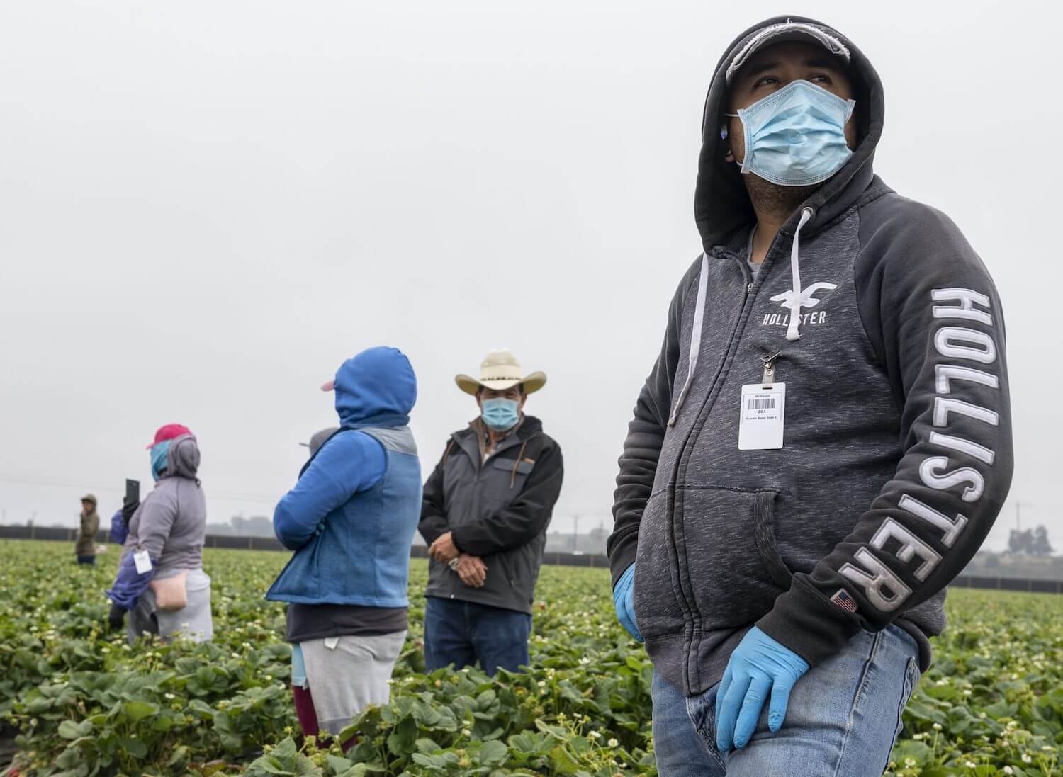 Up close profile of worker in field wearing a mask and gloves with workers in the background. August 2020