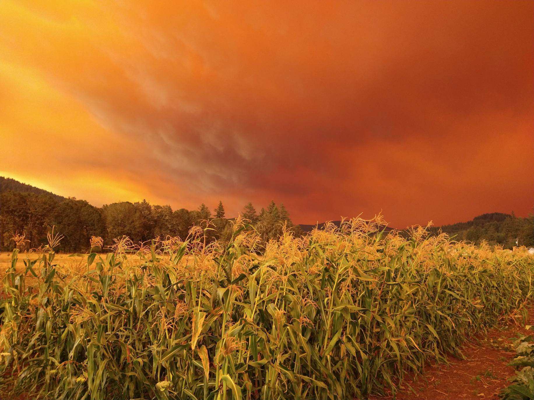The farm at Adaptive Seeds in Oregon with wildfire skies over a corn field. September 2020