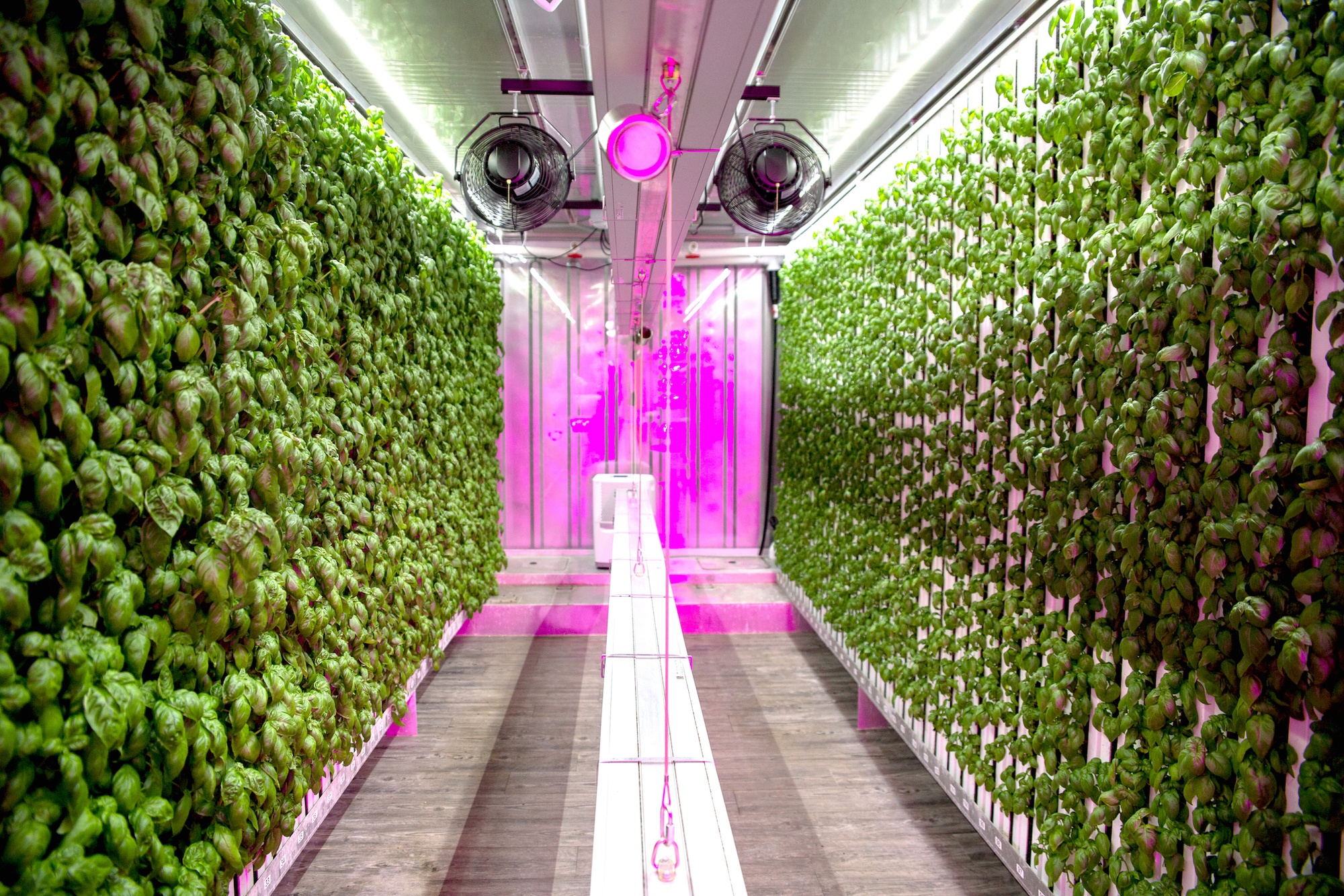 The interior of Square Roots with basil growing vertically. September 2020