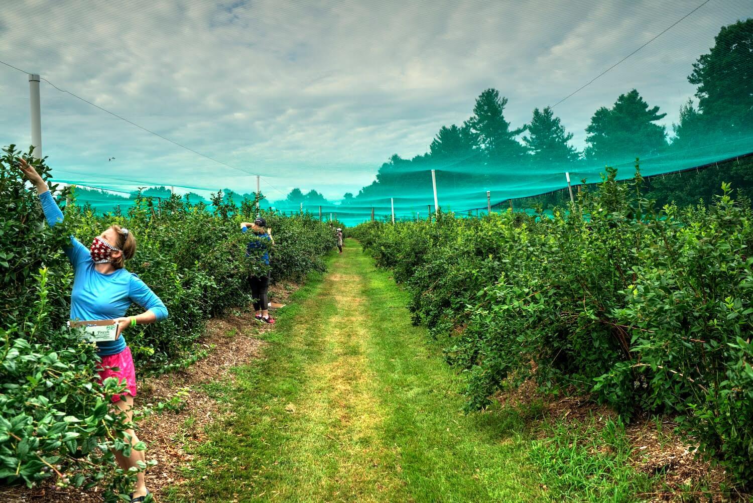 A woman wearing a mask picking an apple during Covid-19. September 2020