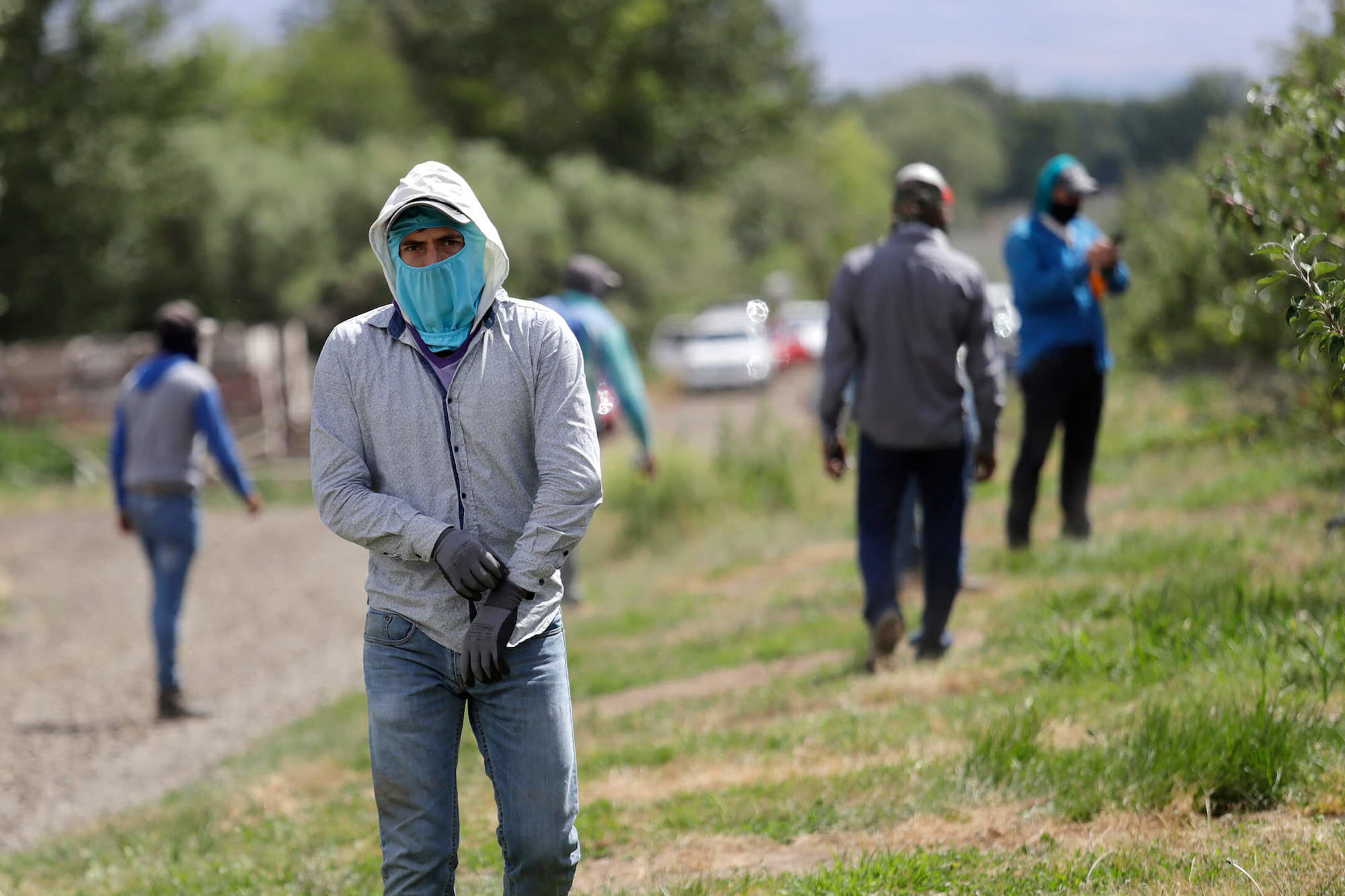 A farmworker with PPE in an Apple Orchard in Washington. September 2020