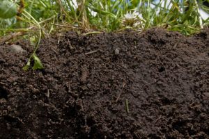healthy, rich soil with plants on top. September 2020