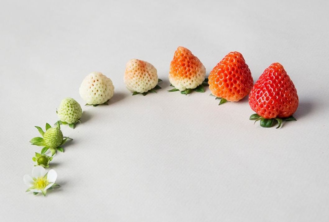 Oishii strawberries aligned from flower to ripened red strawberry. September 2020
