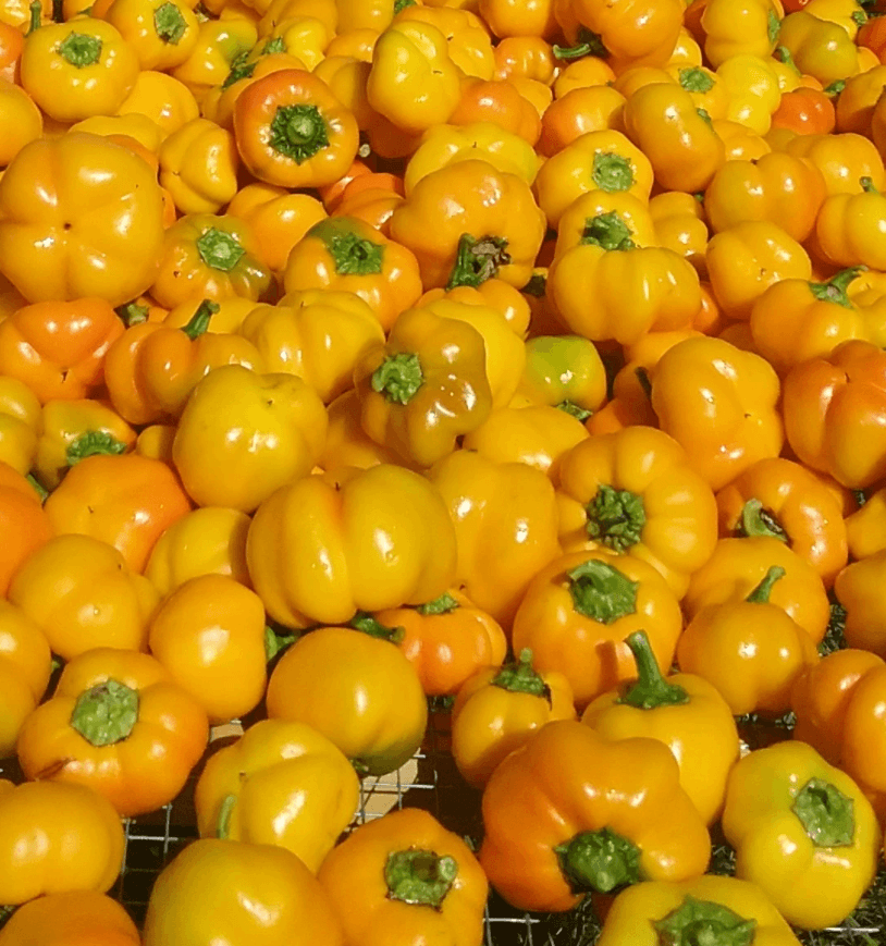Tangerine pimento peppers. September 2020