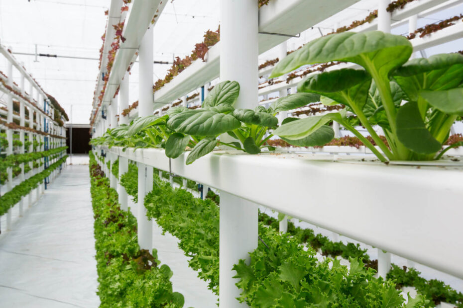 What does a vertical farm taste like? | The Counter