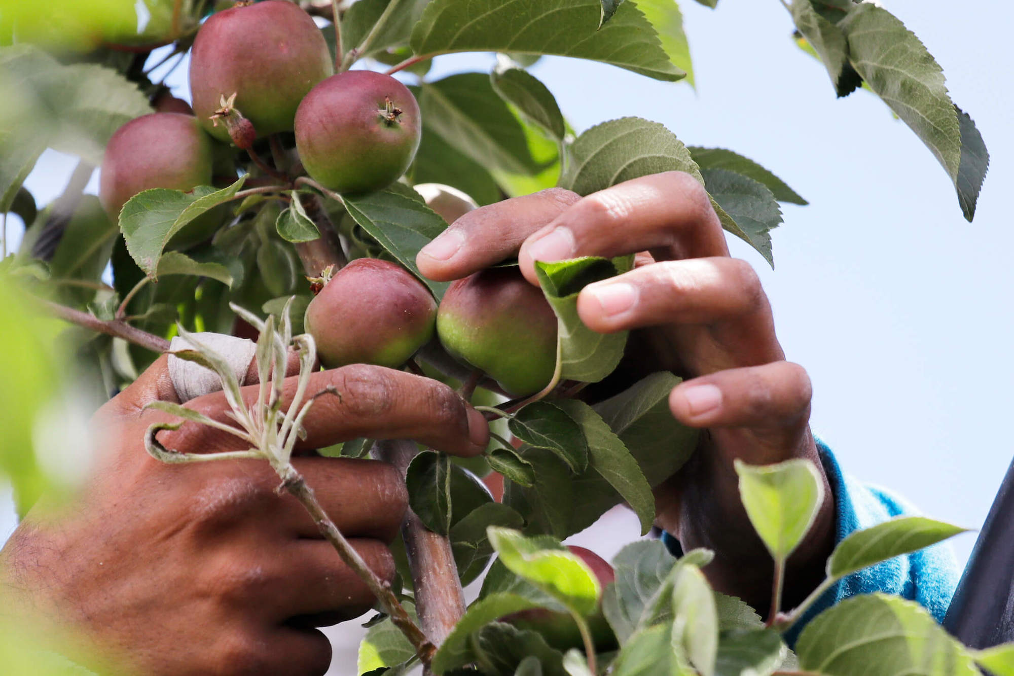 farmworker pulls honey crisp apple off a tree in WA. September 2020