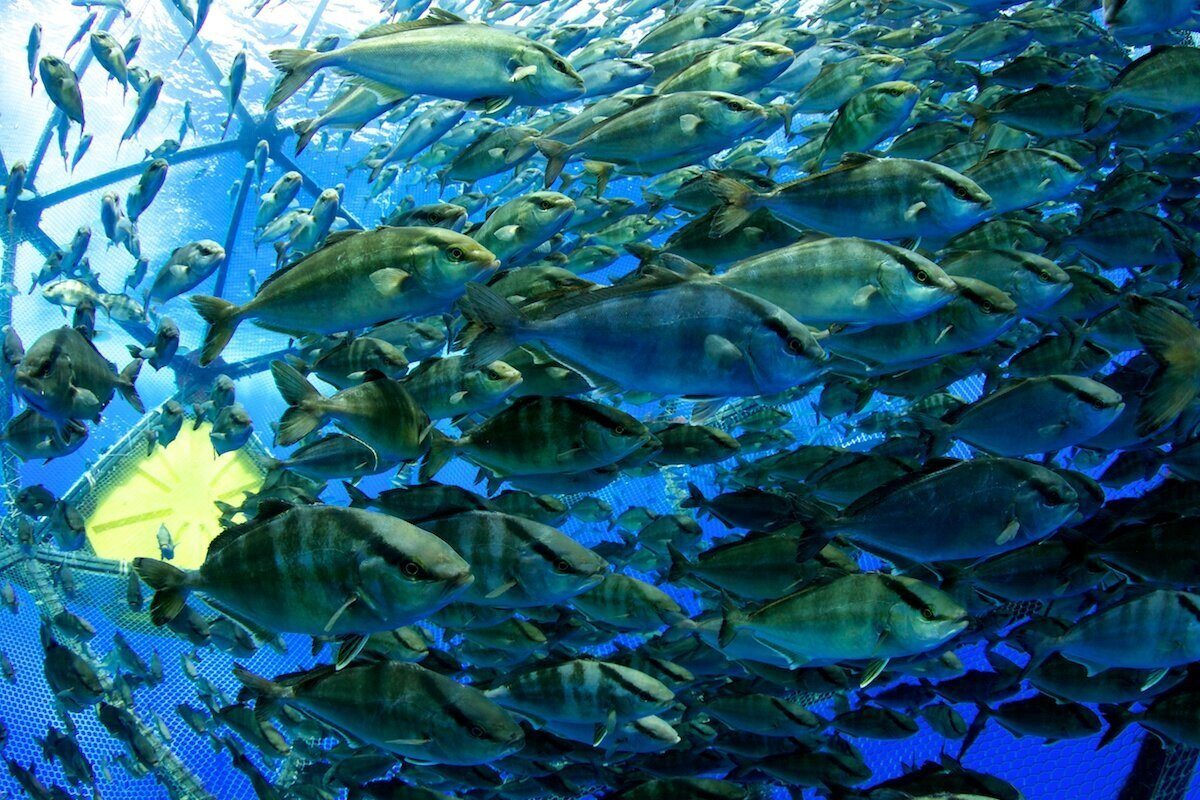 Up close of fish in an open water fish farm. October 2020