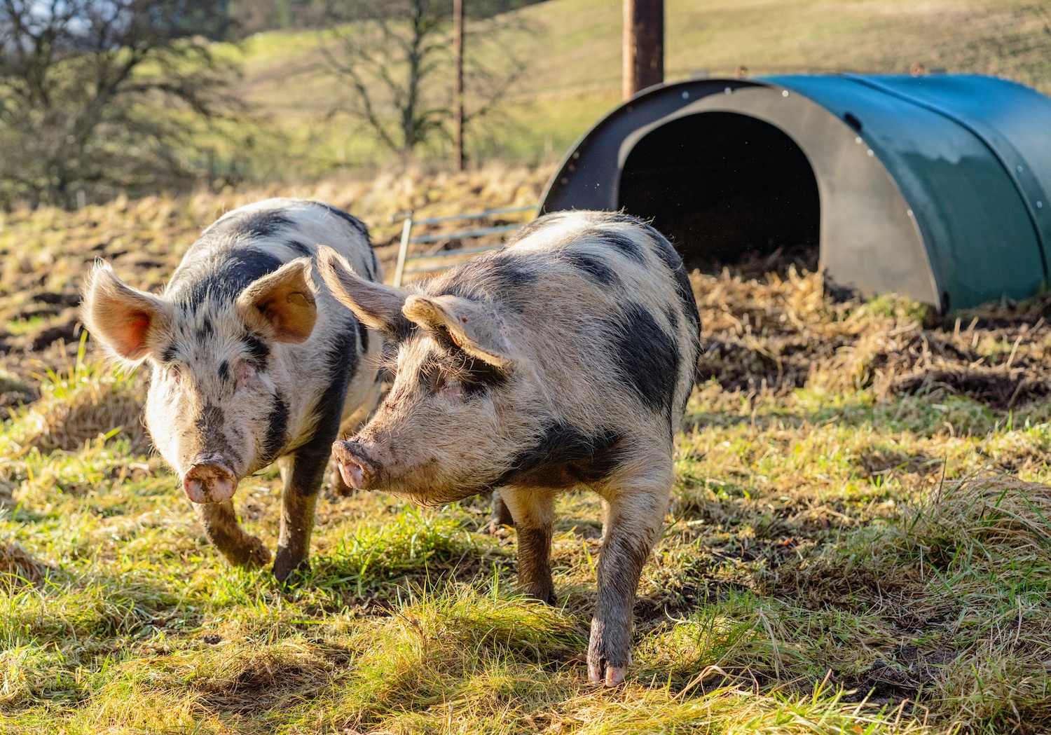 Two free range pigs in a field. October 2020