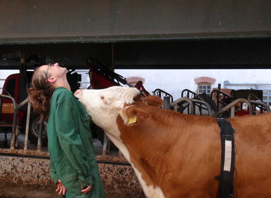A cow stretching its neck against a woman leaning back. October 2020