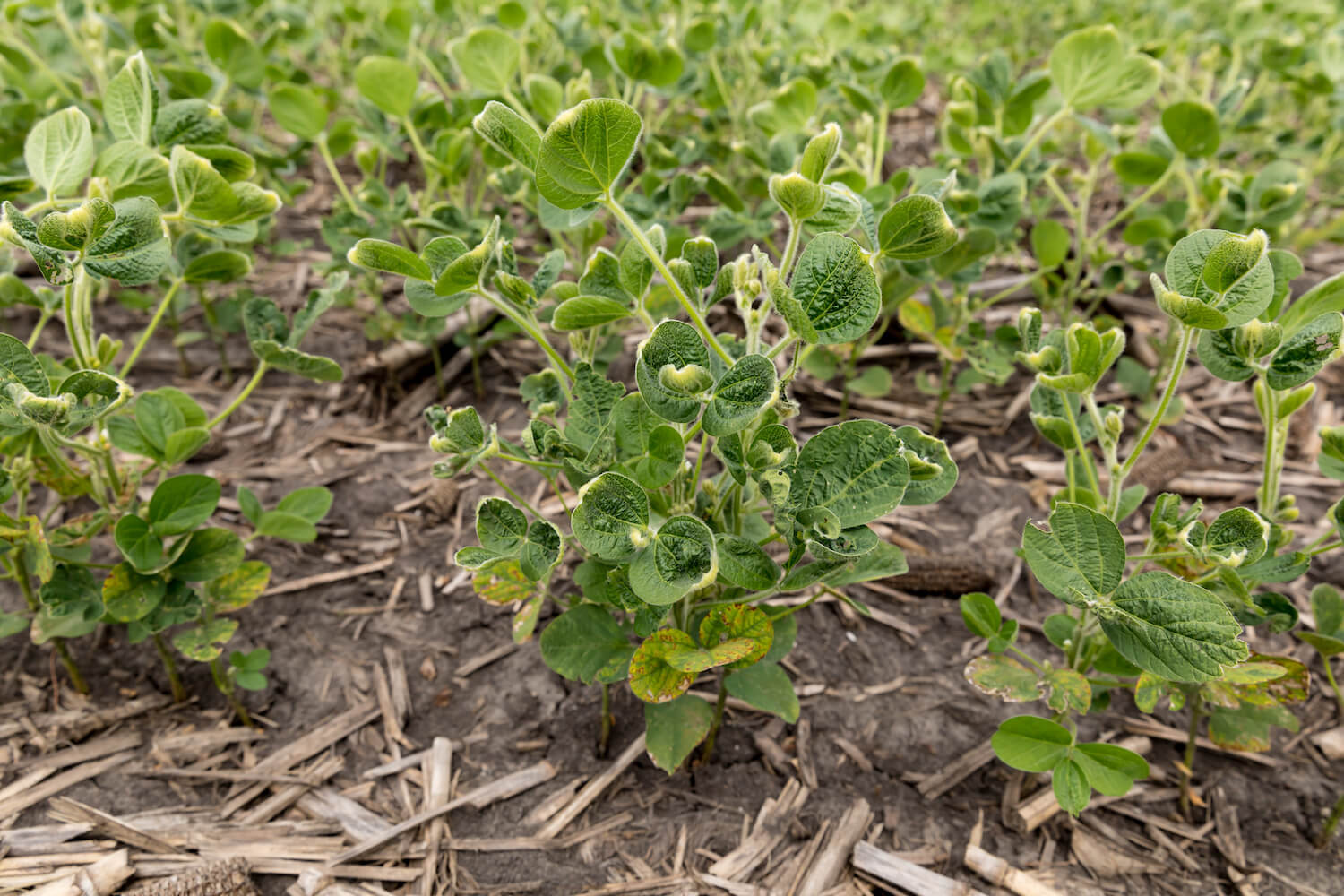 Young soybean plants suffering from dicamba herbicide damage. October 2020