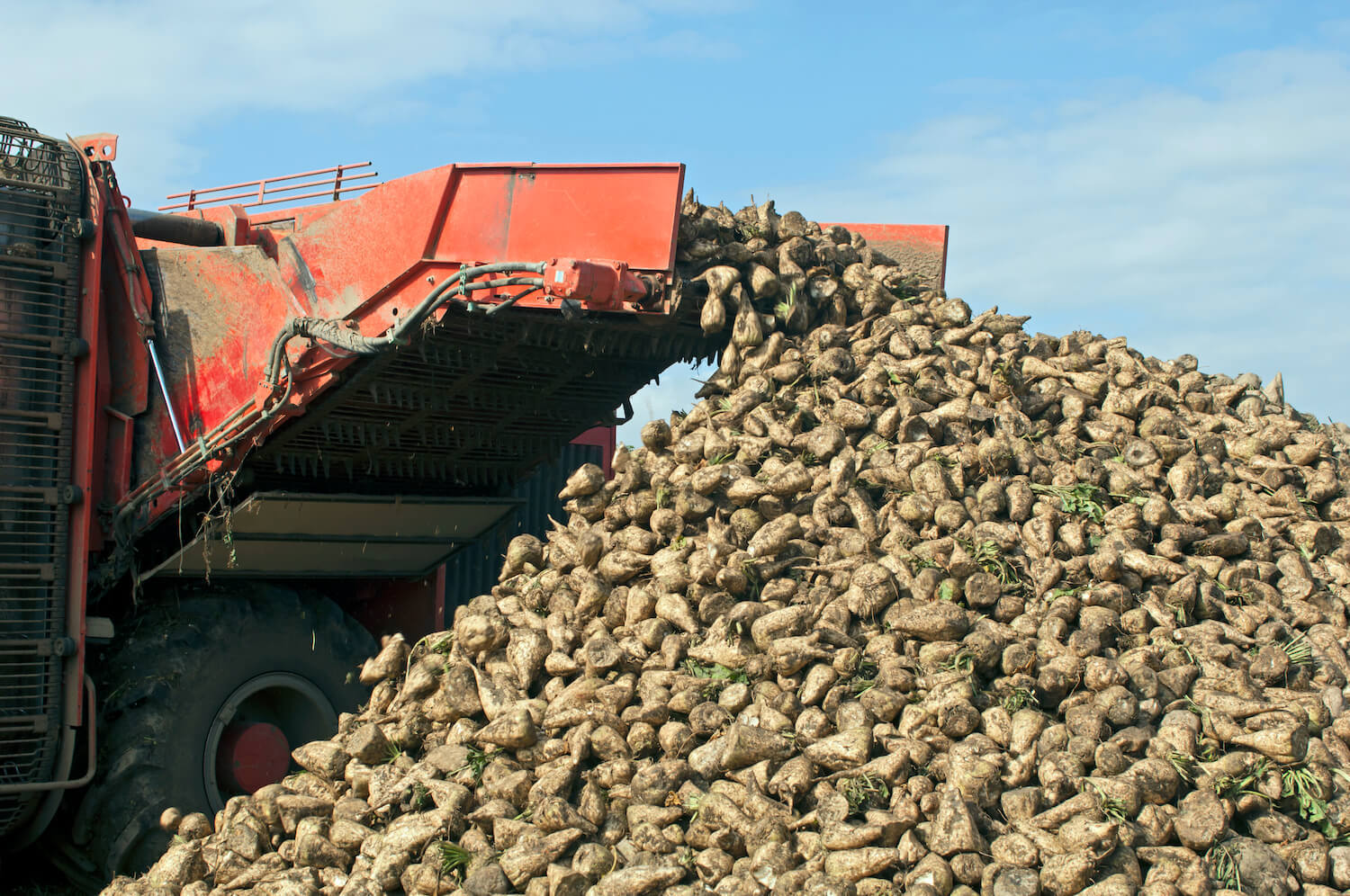A tractor harvests a pile of sugar beets. October 2020