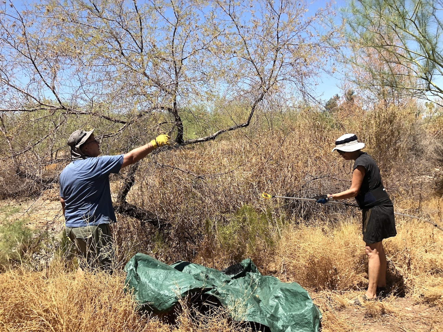 Kelly Athena and Jackson Richards plucking mesquite in Tempe, Arizona. September 2020
