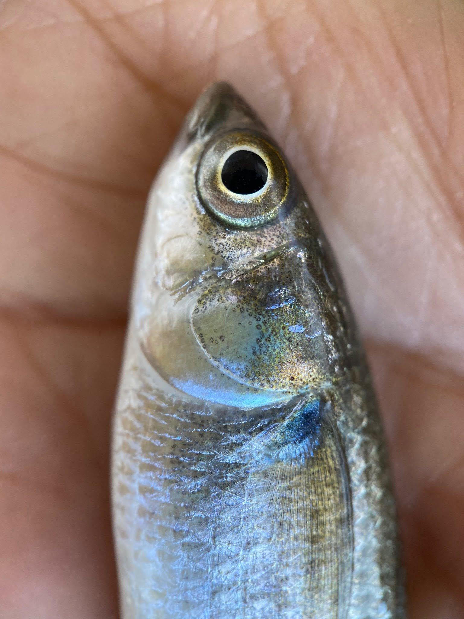 Each spring MLEF staff catch puaʻama—baby Striped mullet from the ʻauwai kai—saltwater channel. Staff track the growth monthly to ensure a healthy population for future. December 2020