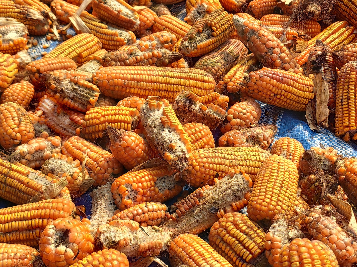 corn rot,The fungi A. flavus and A. parasiticus producer of mycotoxin in corn used for food and animal feed in storage. November 2020