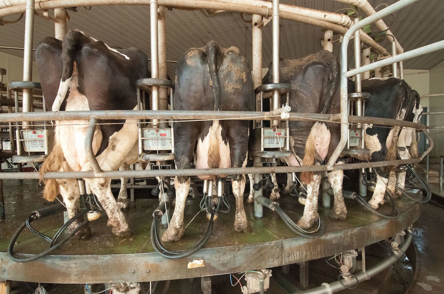 Dairy cattle being milked, November 2020.