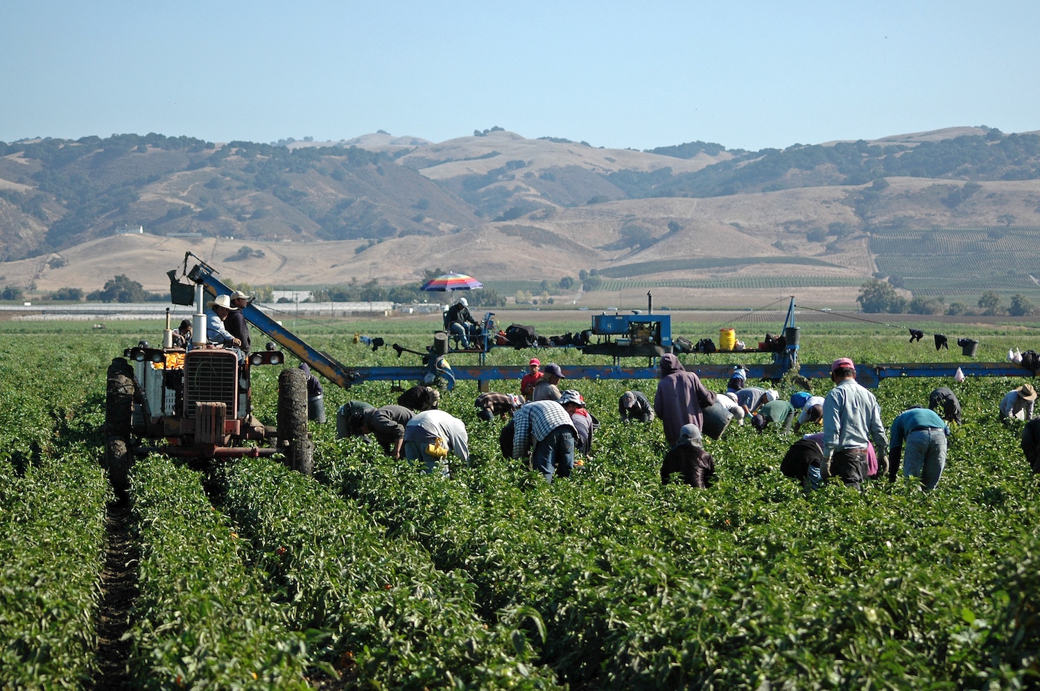 Farm workers harvesting yellow bell peppers near Gilroy, California. November 2020