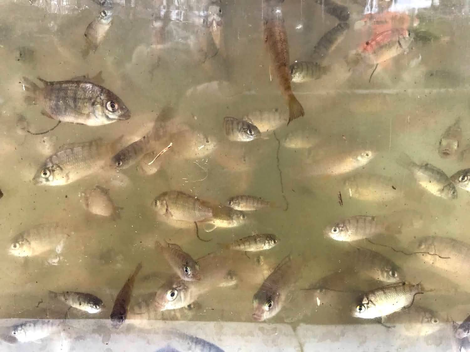Invasive baby tilapia are relocated from Loko ea to partner schoolsʻ aquaponics systems. December 2020