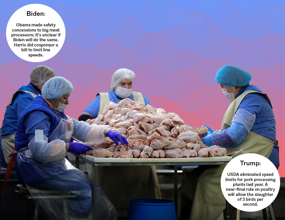 Workers process meat at the broiler poultry plant near the town of Fanipol, on the outskirts of Minsk, Belarus, Tuesday, March 3, 2020. On gradient blue and red background with Trump and Biden bubbles. November 2020