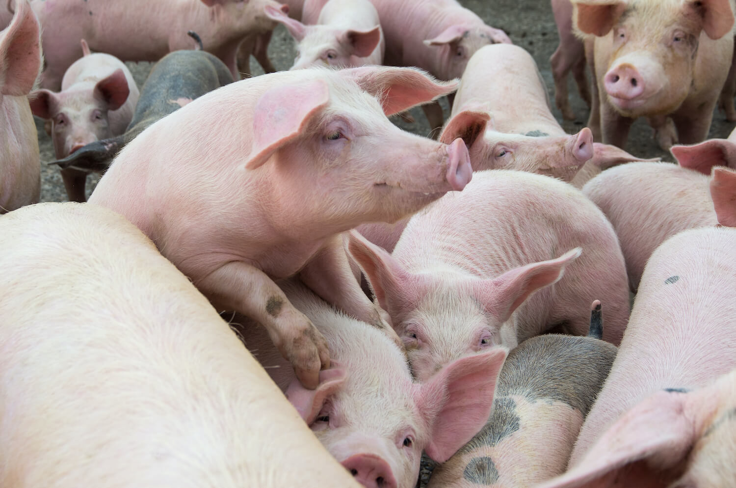 Group of livestock pigs. December 2020