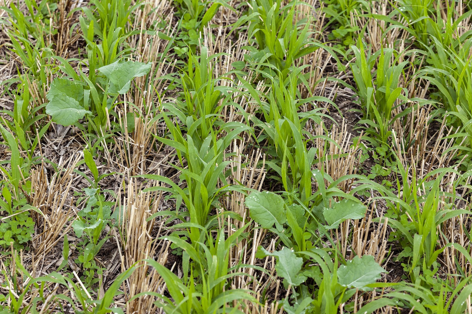 Close-up of cover crops growing between rows winter wheat stubble. January 2021
