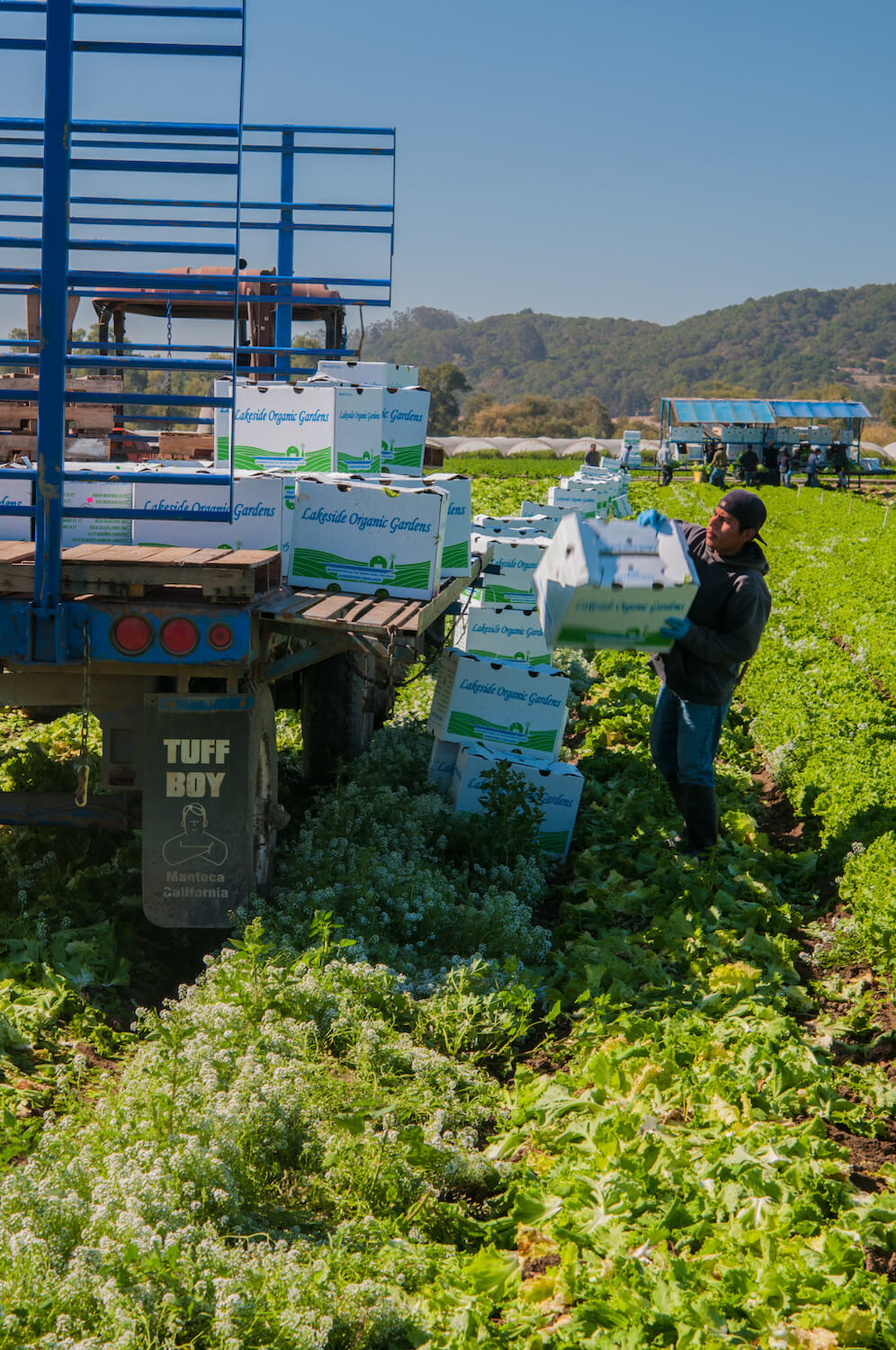 Migrant workers harvest Letttuce at Lakeside Organic Gardens in Watsonville, CA on Tuesday, Aug. 27, 2013.