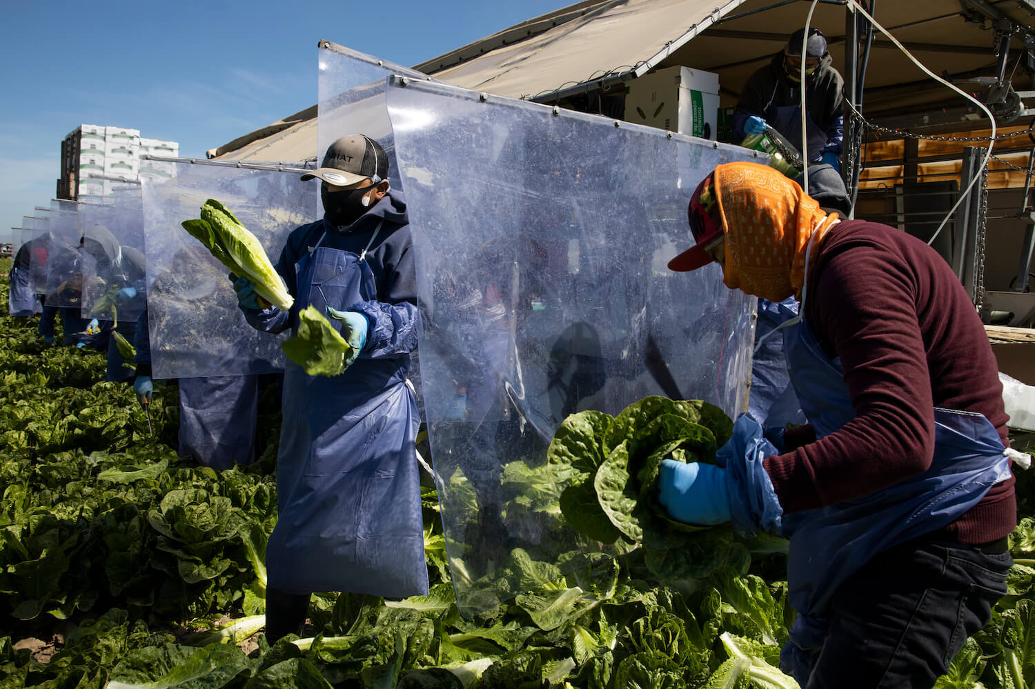 Farm laborers from Fresh Harvest working with an H-2A visa harvest romaine lettuce on a machine with heavy plastic dividers that separate workers from each other on April 27, 2020 in Greenfield, California.