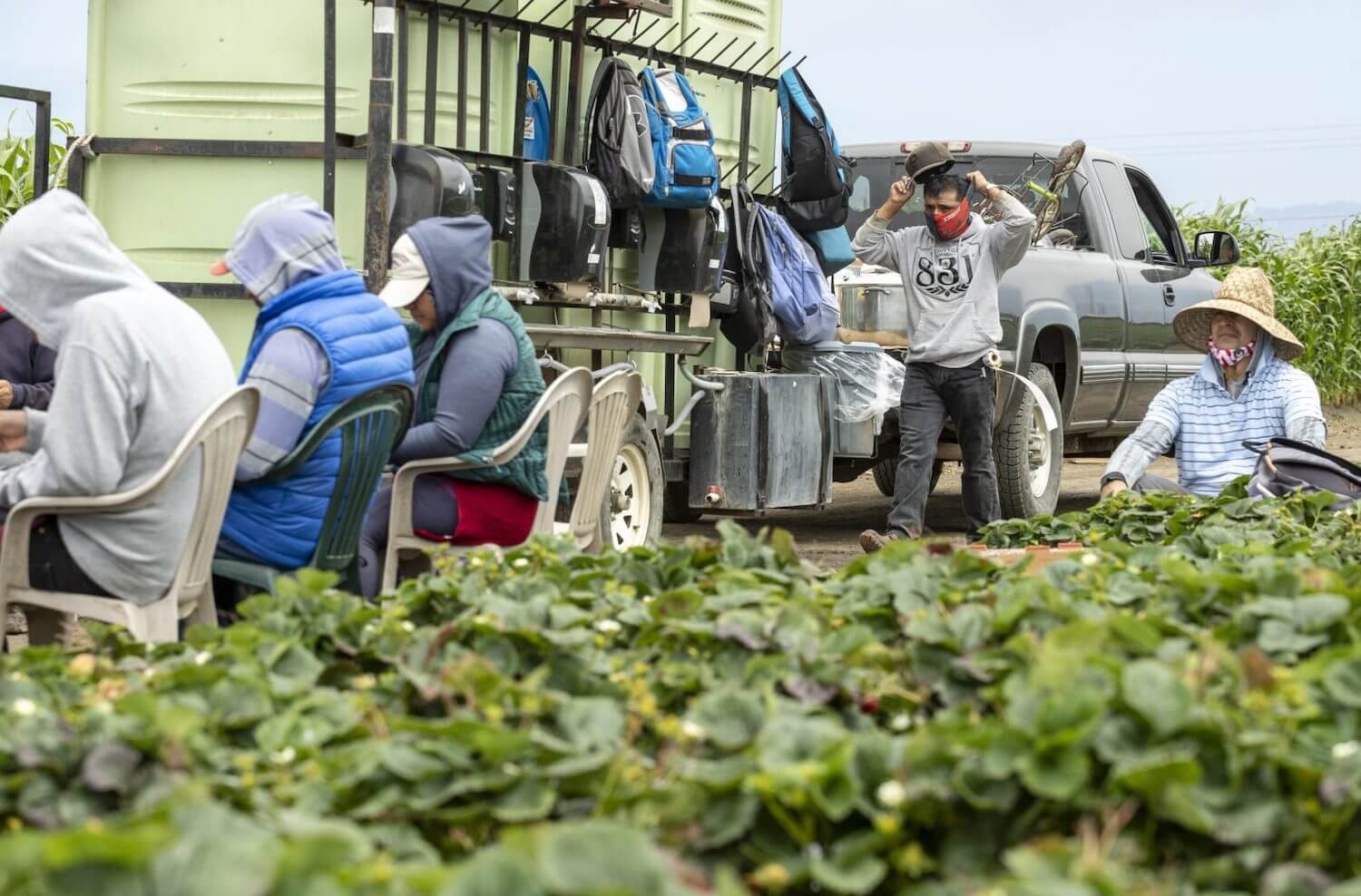 Farmworkers sit down for lunch break from picking strawberries in Watsonville, California. January 2021