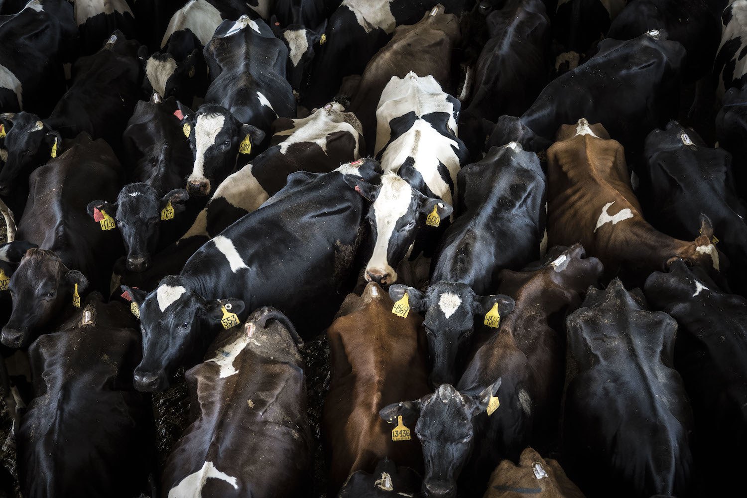An aerial view of a herd of dairy cows in Puerto Rico. January 2021