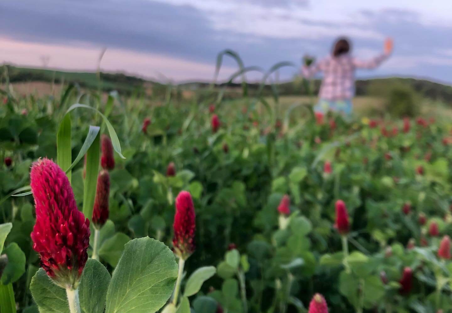 A close up of a red clover crop with a woman in the background. January 2021