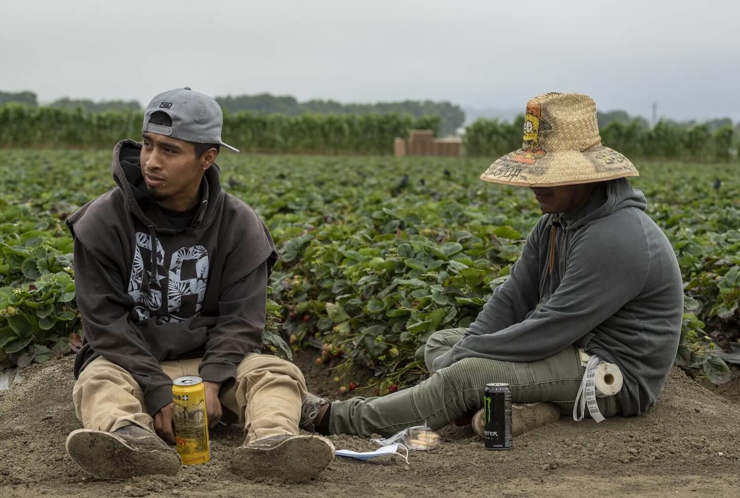 Two farmworkers sit at the end of strawberry field rows for their lunch break in Watsonville. January 2021