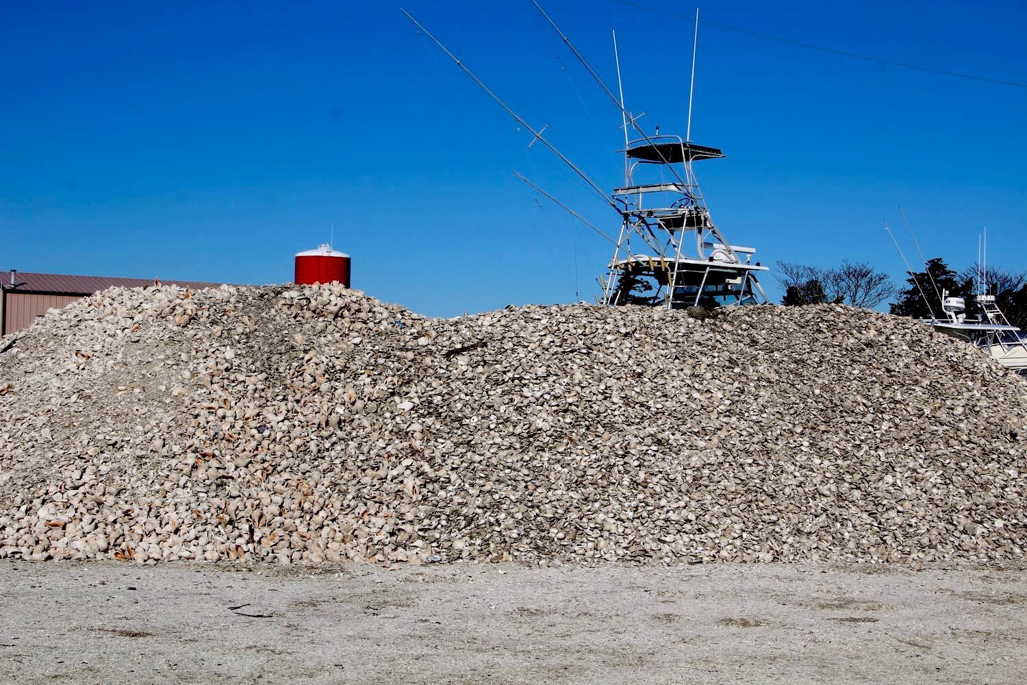 A pile of oyster shells used to create structure for oyster reef restoration. February 2021