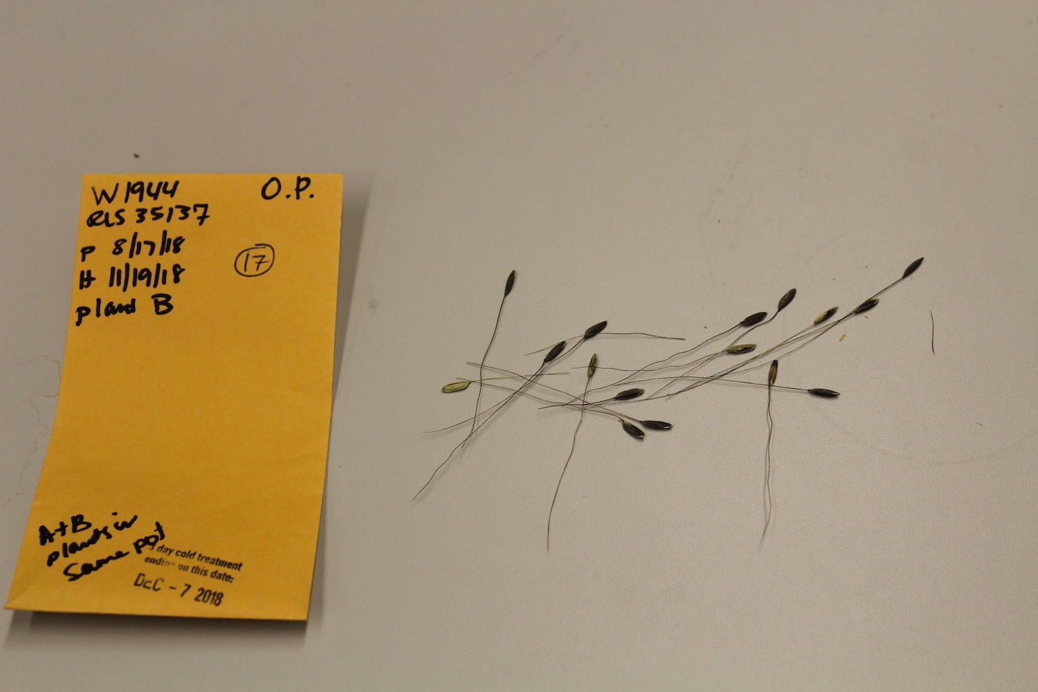 Close up of rice seeds at McCouch Lab at Cornell with a labeled packet. February 2021