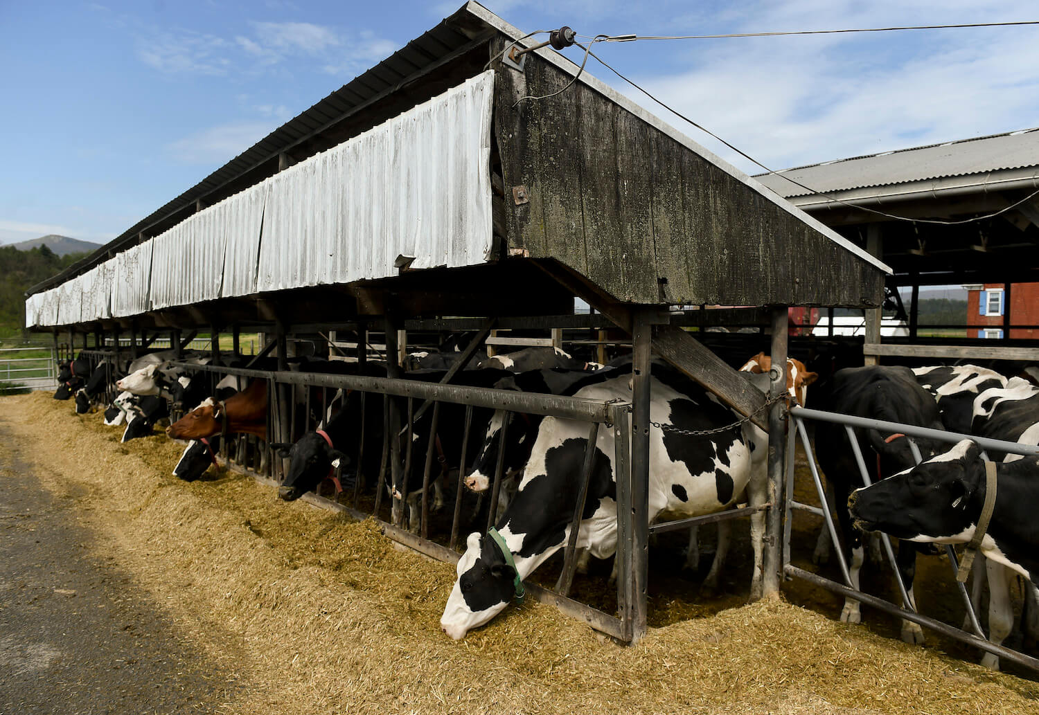 Dairy cows eat feed under an awning that is equipped with a sprayer system to keep them cool in the summer at BAD farm in Kempton Friday morning, May 15, 2020. For a story about how dairy farmers keep their cows cool when it gets hot. February 2021