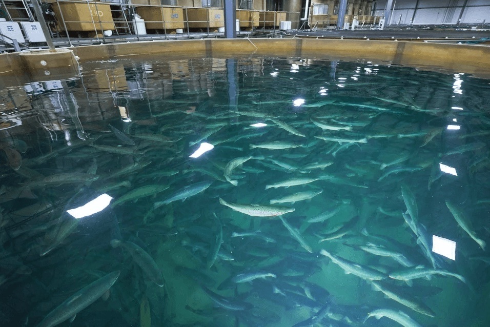 A pool of GM salmon at AquaBounty location. February 2021