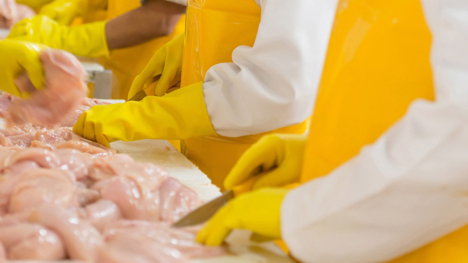 Poultry plant workers cut meat wearing yellow gloves and aprons. February 2021