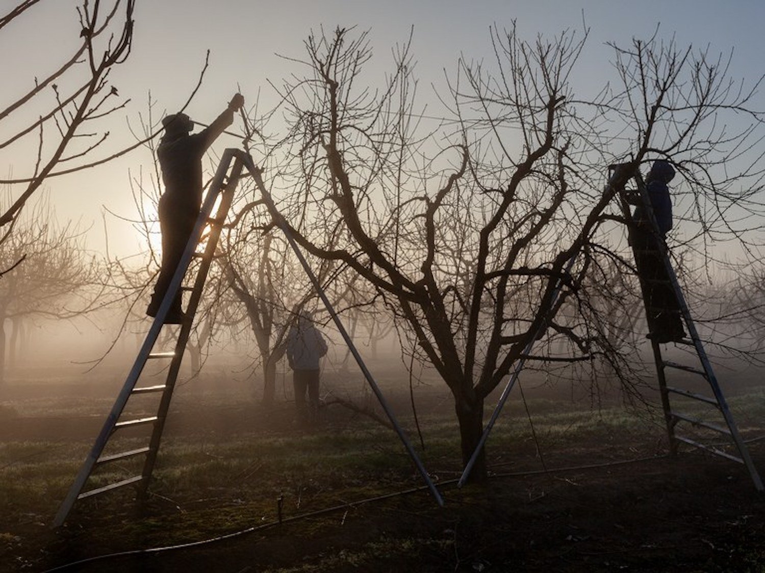 Punjabi American farmers prune peach trees in the early morning light on Karm Bain’s farm in Yuba City, California. Feb. 2021