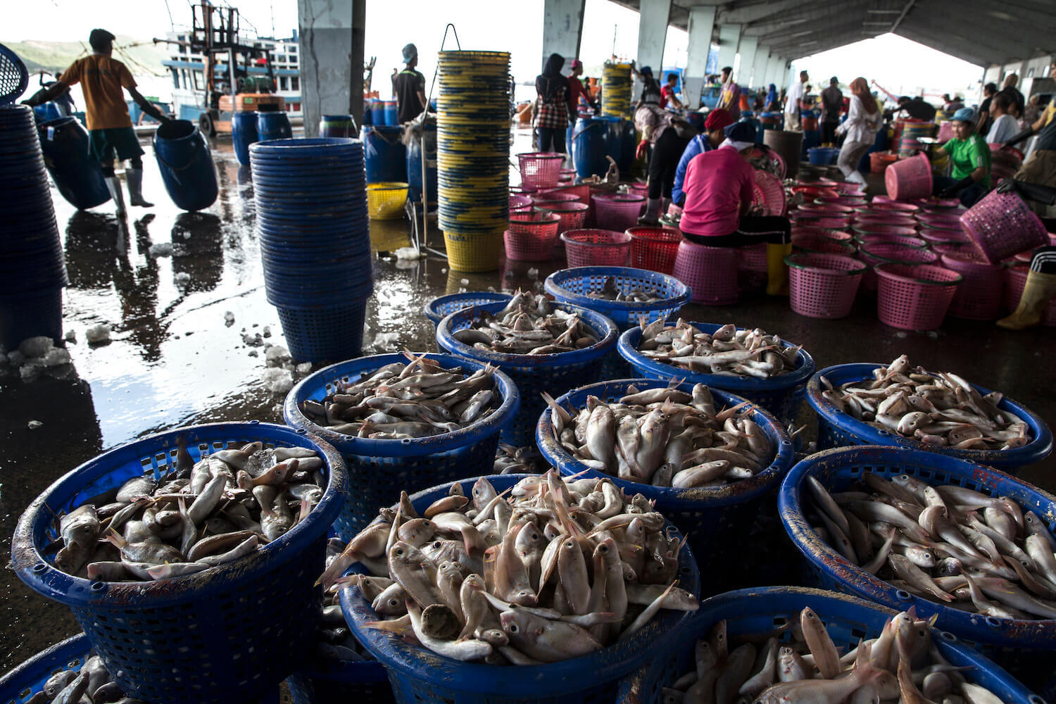 Buckets of fish are seen at the port in Songkhla on February 1, 2016. Around 100 people have been arrested by authorities in a recent crackdown on abuses involvingThailand's multi-billion dollar seafood industry. The deep-rooted problem caused the huge global brand, Nestle in 2015 to admit that hat it had discovered clear evidence of slavery at sea in parts of the Thai supply chain. Thailand is the world's third largest exporter of seafood. February 2021