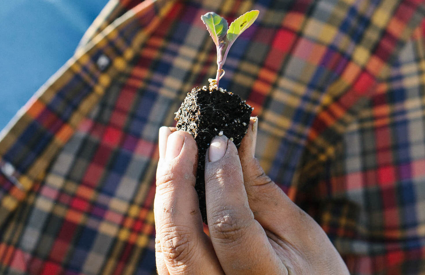 A hand holds a single piece of soil with a sprouting plant. February 2021