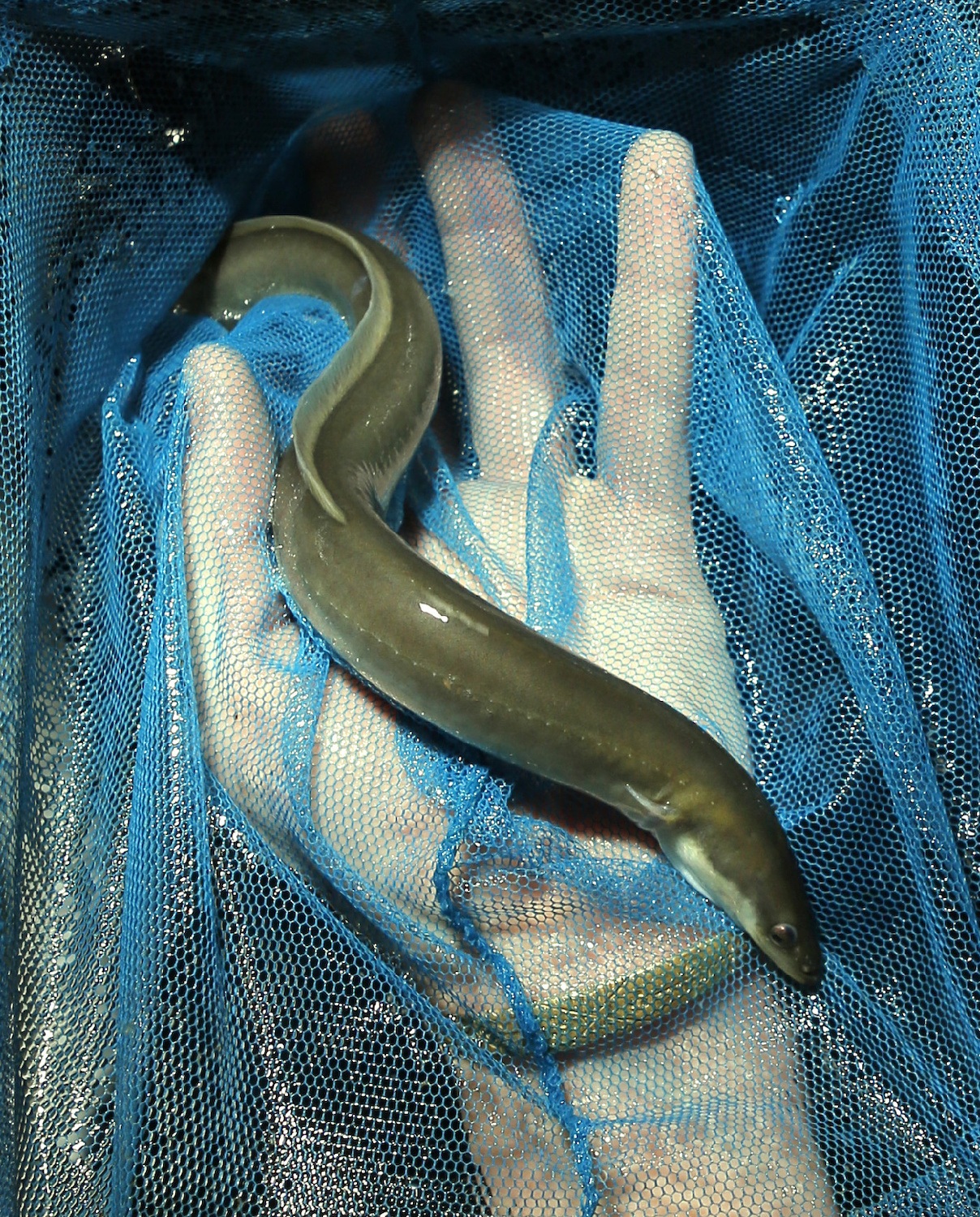 Elver eel held inside a blue net in Walpole, Maine. May 2020