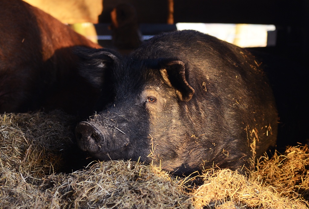 Jeffery lays in the hay on Friday, March, 19, 2021, in Chillicothe, Mo.