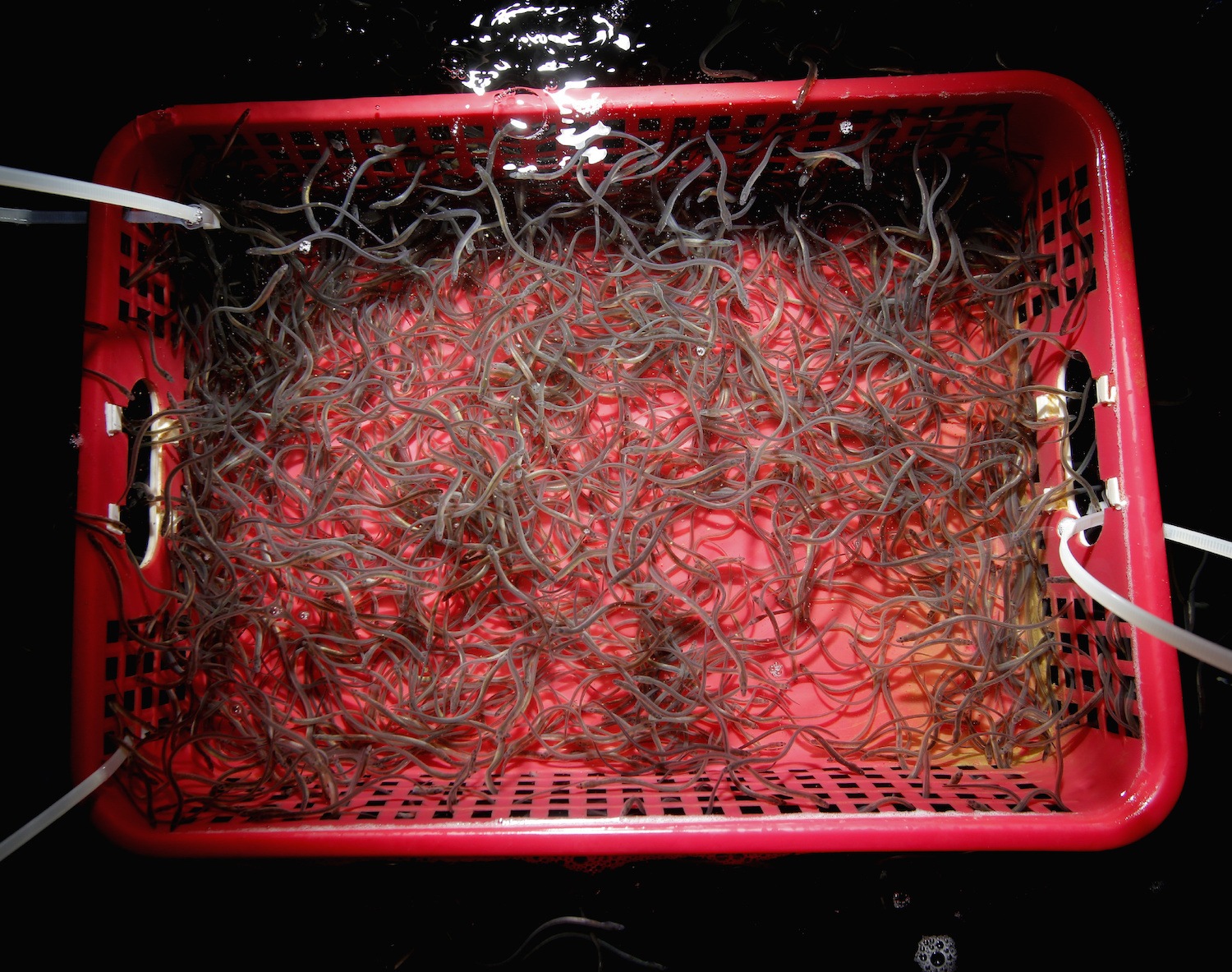 A red bucket filled with elvers that Sarah Rademaker bought for American Unagi. May 2020