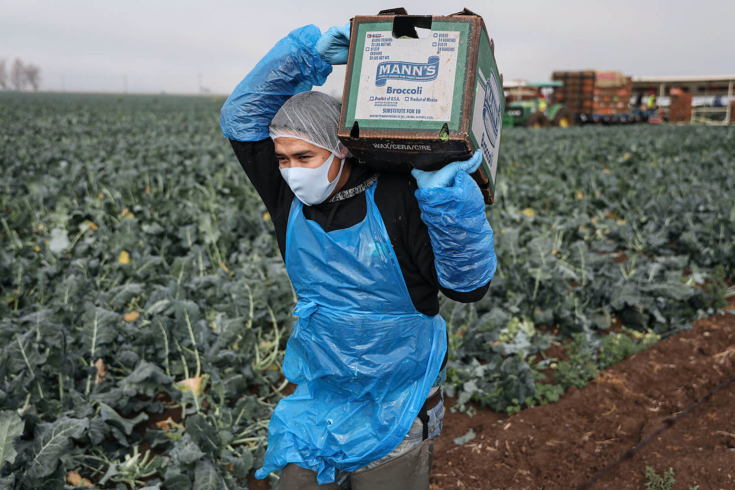 A farmworker carries a box of broccoli in a field on January 22, 2021 in Calexico, California. March 2021