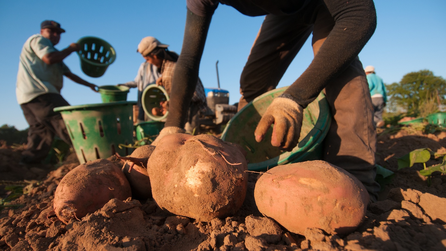Migrant workers, delicately lift large sweet potatoes as they pick and sort according to size, at Kirby Farms in Mechanicsville, VA on Sep. 20, 2013.