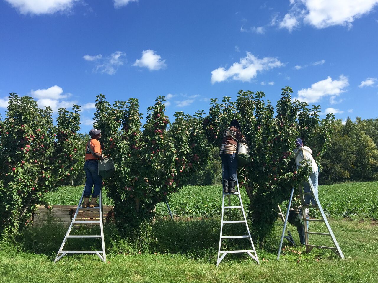 Three farmworkers pick apples standing on ladders. March 2021