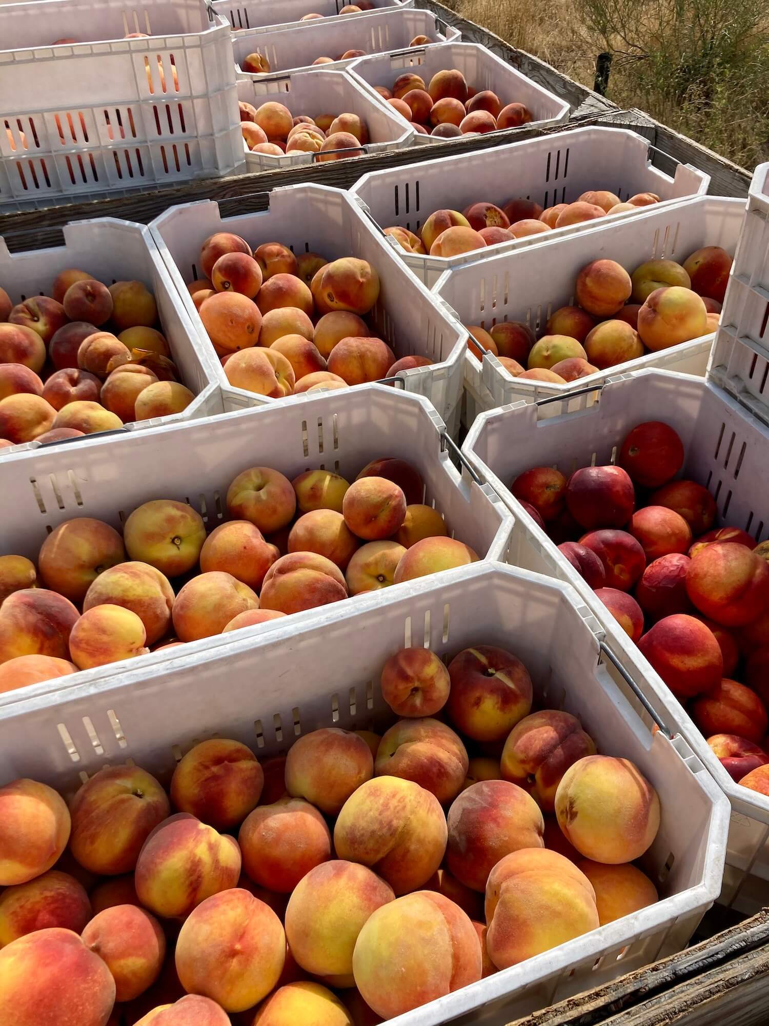 Boxes of harvested peaches in Palisade, Colorado.