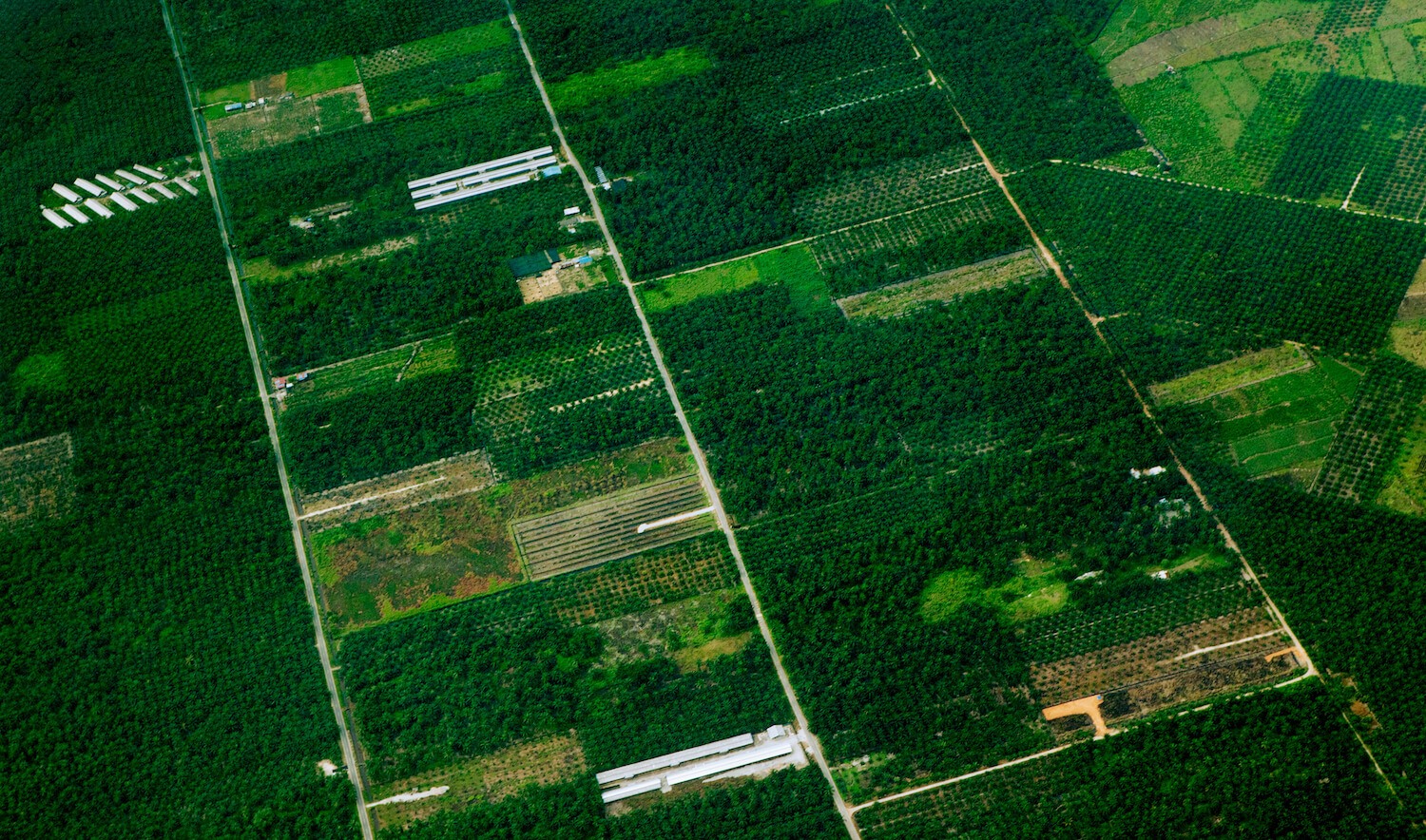 Small rectangular oil palm plantations create a patchwork when viewed from above. Photographed on the west coast of continental Malaysia, state of Kedah. March 2021