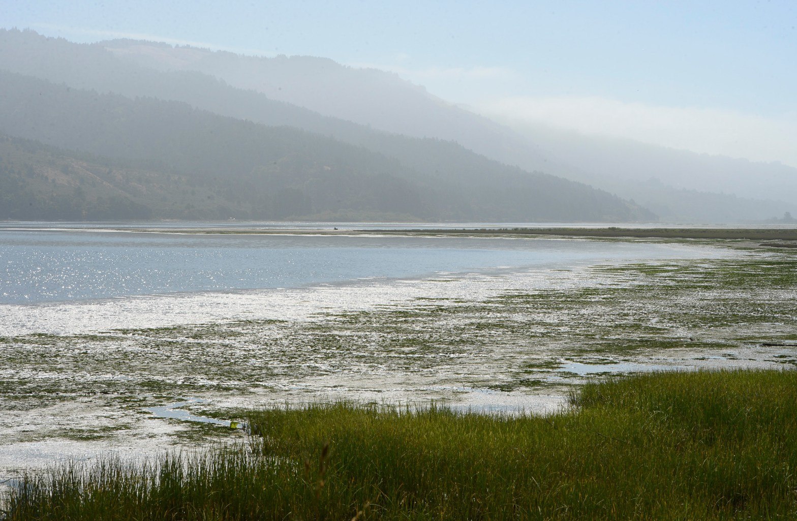 Volunteers have been working to remove ice plant and other invasive plants in Bolinas Lagoon that are pushing out native plants that provide food and shelter for birds and marine life. April 2021