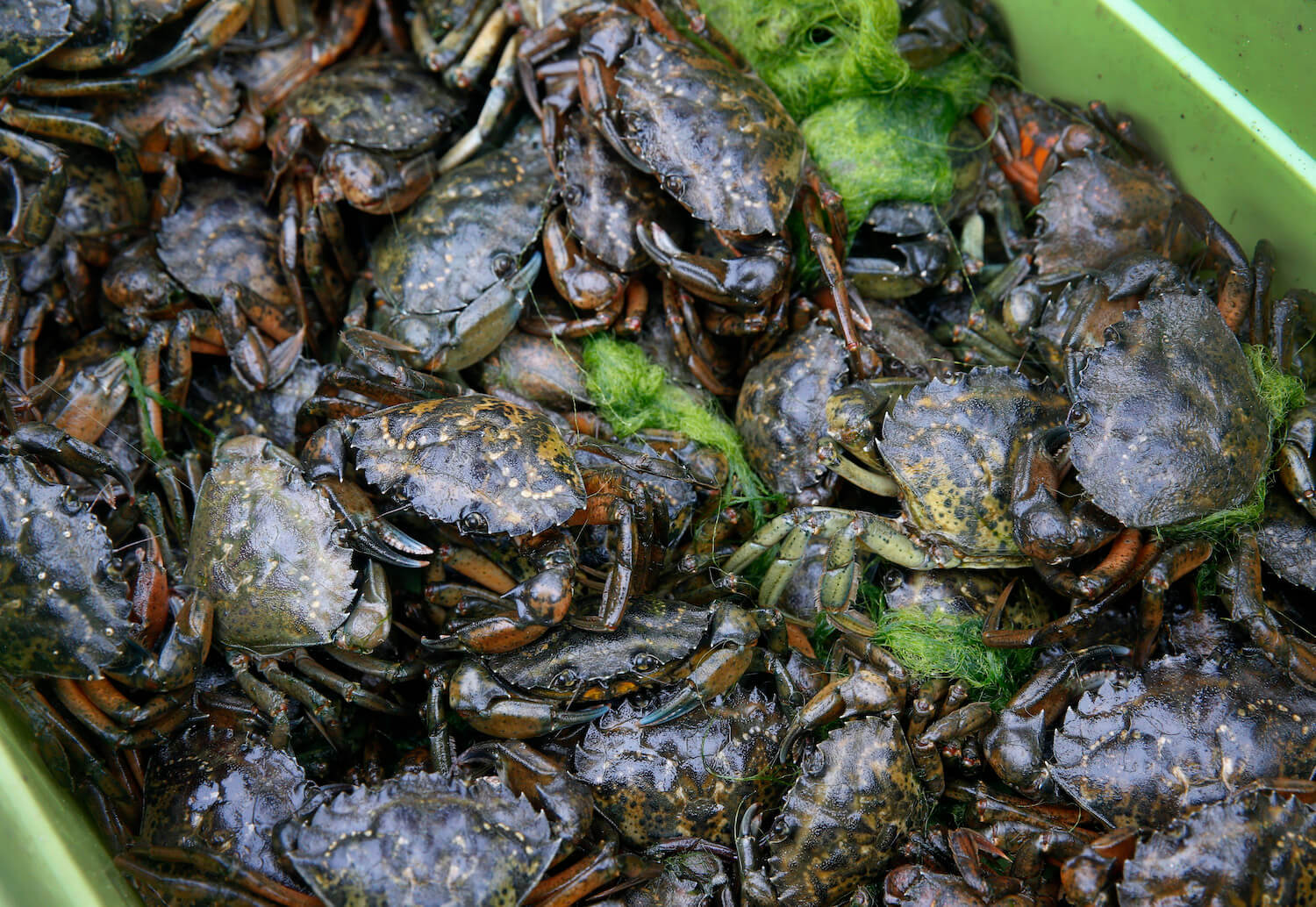 European green crabs trapped and removed from Seadrift Lagoon in Stinson Beach, Calif. by marine biologists are kept in a bin before they're measured and logged on Tuesday, Aug. 15, 2017. April 2021