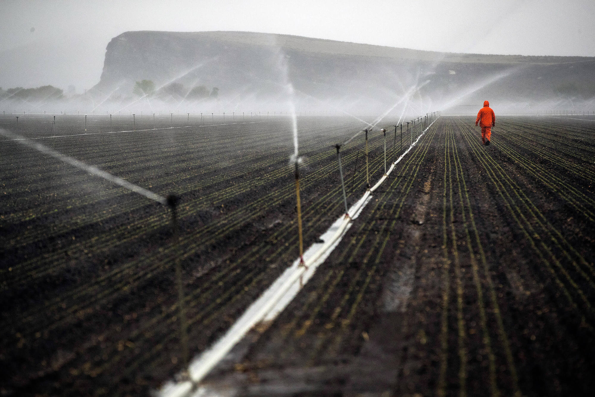A farmworker working for Scott Seus out at dawn checking sprinkler operation on his farm in the Klamath Basin outside Tulelake, Calif., on Monday, May 18, 2020.