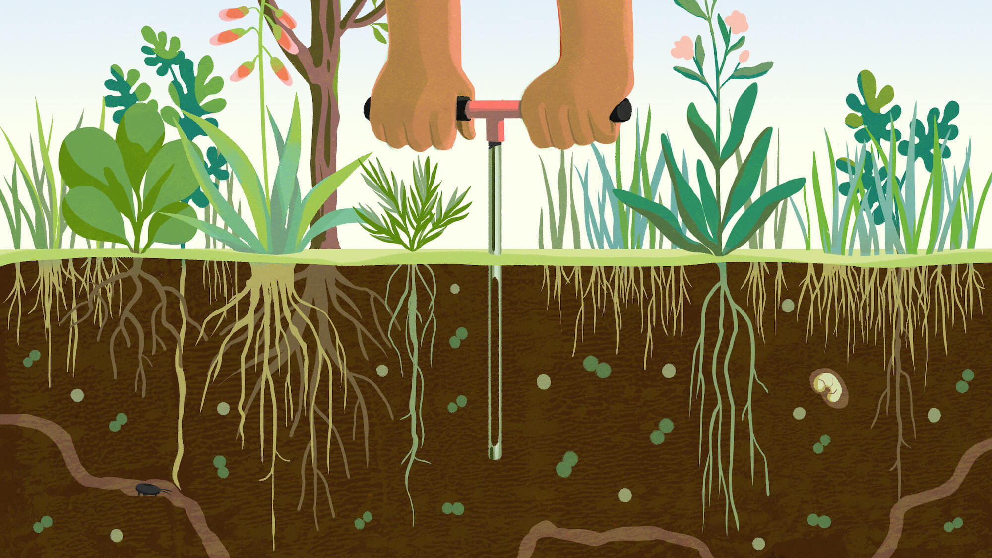 Illustration of a regenerative farmer testing for sequestered carbon using a soil probe (May 2021)